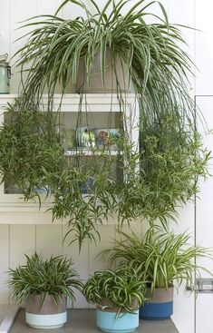 three potted plants sitting on top of a shelf