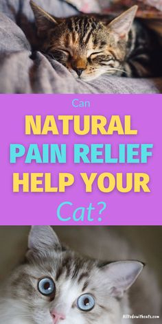 Cats Health, Cat Medicine, Cat Advice, Natural Pet Care, Cat Tips, Cat Skin, Cat Allergies