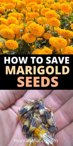 how to save margold seeds in the garden with pictures and text overlay