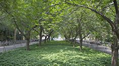 a lush green park with lots of trees