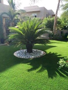 a palm tree in the middle of a lawn with rocks and grass around it, next to a house