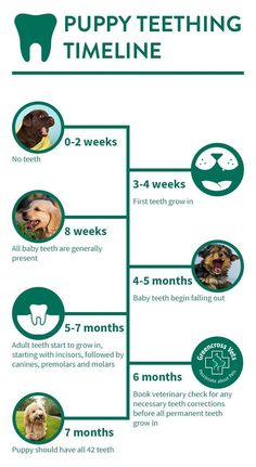 puppy teething timeline Teething Timeline, Puppy Schedule, Puppy Training Schedule, New Puppy Checklist, Puppy Checklist, Puppy Breath, Puppy Mom, Puppies Tips, Puppy Teething