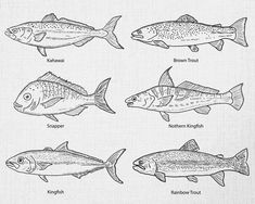 an image of different types of fish