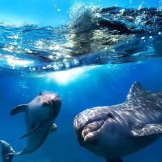 two dolphins swimming in the ocean together