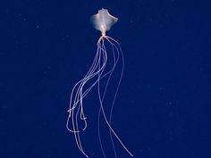 a white jellyfish floating in the ocean at night with its long tentacles hanging from it's back