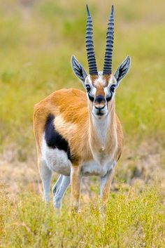 an antelope standing in the grass looking at the camera