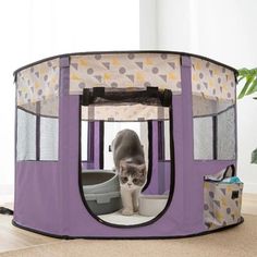 a cat in a purple play pen on the floor