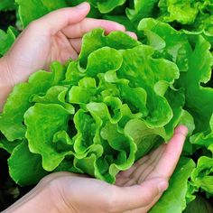 two hands reaching for lettuce in a garden area with green leaves on the plant