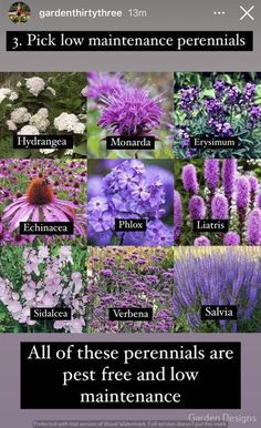 different types of flowers and plants with the words, all of these perennials are pest free and low maintenance