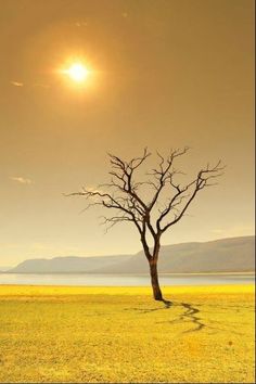 a lone tree standing in the middle of a field with the sun setting behind it