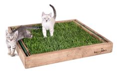 two kittens standing on top of a wooden box filled with green grass and looking at the camera