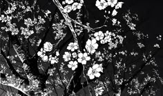 black and white photograph of tree branches with flowers in the foreground, dark background