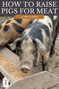 how to raise pigs for meat