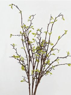 a small tree with green leaves in a vase