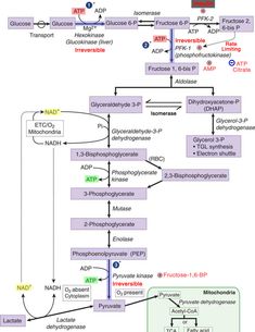 a diagram showing the steps in how to use an hypopyrmale