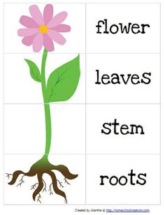 Along with planting a physical seed, students will be able to describe the parts of a plant/flower with guidance. Gardening Preschool, دورة حياة النبات, April Preschool, Plants Worksheets, Spring Lessons, Preschool Garden, Plants Unit, Plant Activities, Spring Preschool