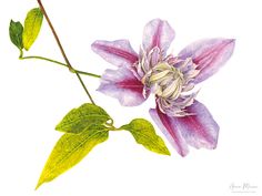 This Clematis is called 'Josephine'. Observing her graceful features and reproducing them in watercolour brought me a deep sense of peace and calm. Outline Drawing, Botanical Flowers, Watercolor Cards