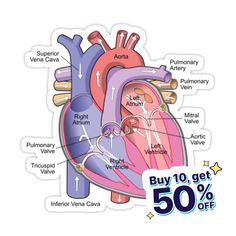 the human heart is shown with labels on it for purchase from an online store in australia