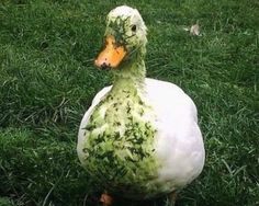 a duck covered in green stuff sitting on top of the grass with it's eyes closed