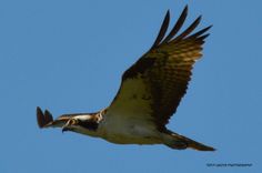 an ostrich flying through the air with its wings spread