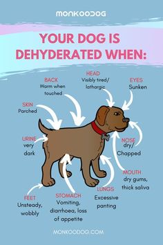 a brown dog with the words, your dog is dehydrated when