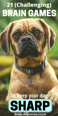 a brown dog sitting on top of a grass covered ground next to a sign that says, 21 challenging brain games to keep your dog sharp