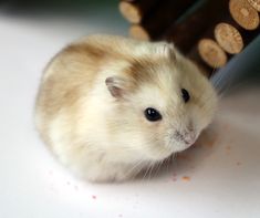 a small rodent sitting on top of a white table