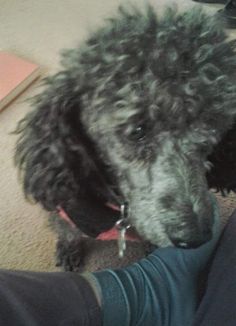 a black poodle sitting on top of a person's leg