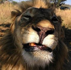 a close up of a lion's face with its mouth open and teeth missing