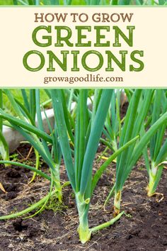 green onions growing in the ground with text overlay that reads how to grow green onions