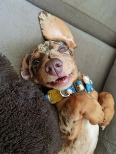 a dog laying on top of a couch next to a stuffed animal