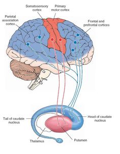 the structure of the human brain and its major functions, including cerebratorys