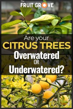 an orange tree with the words are your citrus trees overwatered or underwater?