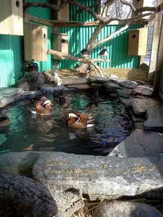 several ducks are swimming in the water near some rocks