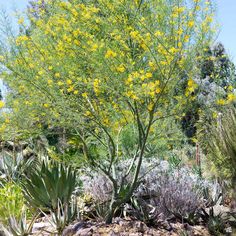 yellow flowers are blooming in the desert garden