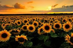 the sun is setting over a large field of sunflowers