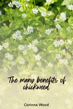 the many benefits of chickweed by corinna wood, author of the book