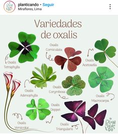 a poster with different types of leaves and flowers on it's back side, including the words variedades de oxalis