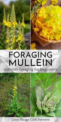 the cover of foraging mullen's summer foraging for beginners