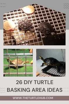 turtles in their cage with the words, 20 diy turtle basking area ideas