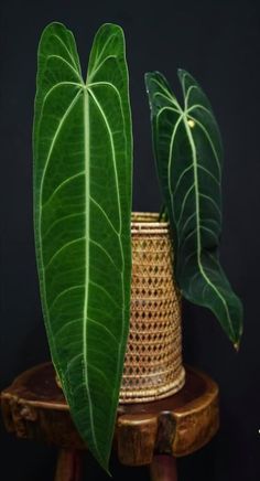 two large green leaves sitting on top of a wooden table next to a potted plant