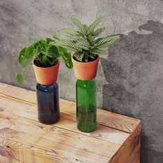 two green vases with plants in them sitting on a wooden table next to a concrete wall