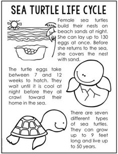 the sea turtle life cycle worksheet is shown in black and white with text