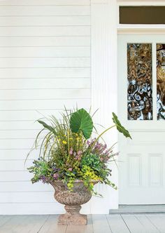 a potted plant sitting on top of a wooden floor next to a white door