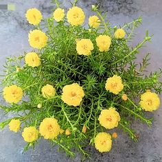 a plant with yellow flowers growing out of it's center, on the ground