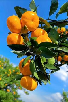 an orange tree with lots of ripe oranges hanging from it's branches