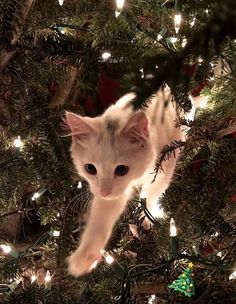 a white kitten climbing up the side of a christmas tree with lights on it's branches