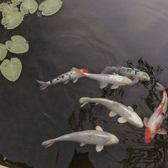 four koi fish swimming in a pond with lily pads