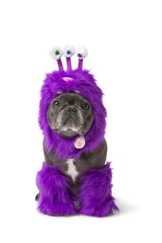 a dog wearing a purple furry costume with two eyes on it's head and one eyeball in the shape of a monster