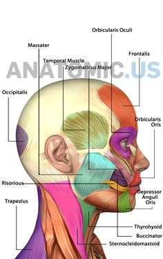 Anatomy Games, Atlas Anatomy, Anatomy Flashcards, Head Anatomy, Muscular System, Human Body Anatomy, Muscle Anatomy